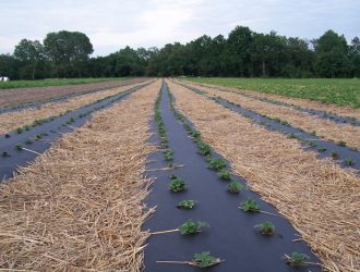 agroplėvelė su skylėmis braškių sodinimui