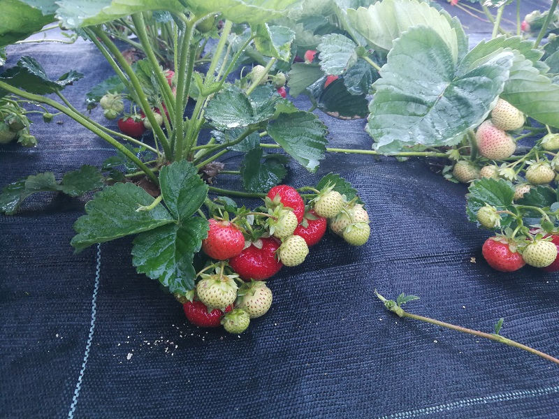 Polka braškių veislė