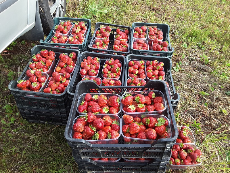 Vėlyviausia braškių veislė Malwina Vėlyviausia braškių veislė Malwina