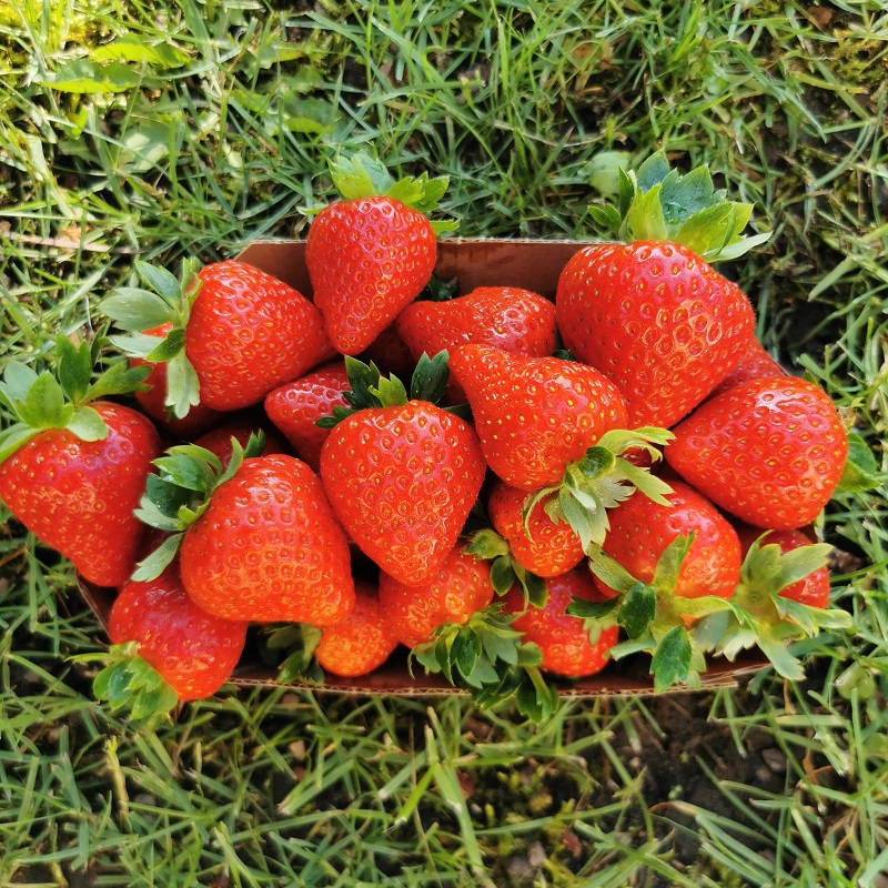 Remontantinė braškių veislė Florice Remontantinė braškių veislė Florice