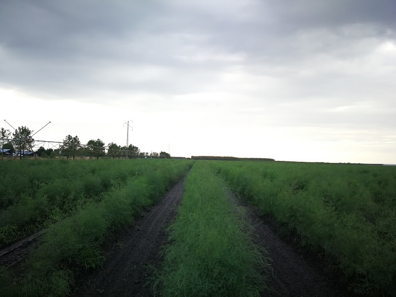 Smidrų tręšimas ekologiškomis trąšomis