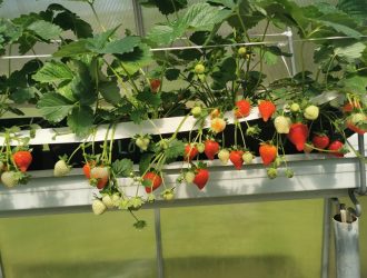 Speciali juosta brąškių žiedkočiams prilaikyti, kad nelūžtų dėl uogų svorio